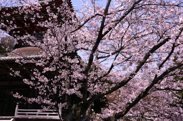 e0145335_059398.jpg