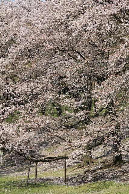 c0083439_1103994.jpg