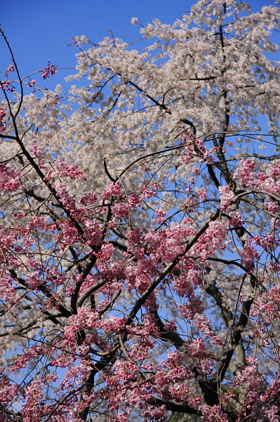 a0024250_2143521.jpg