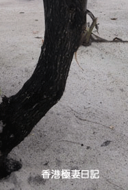 f0190653_11303423.gif