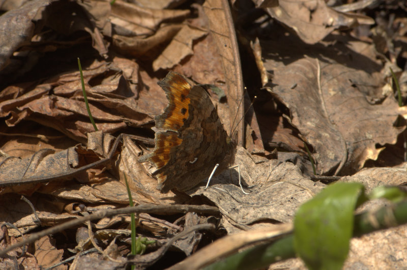 d0098057_4102081.jpg