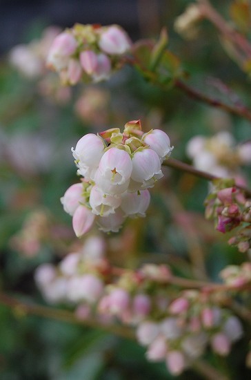 e0128367_2523675.jpg