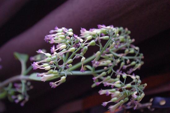 c0182782_09281.jpg