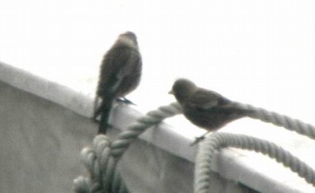c0059002_2201619.jpg