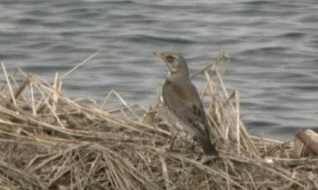 c0059002_220799.jpg