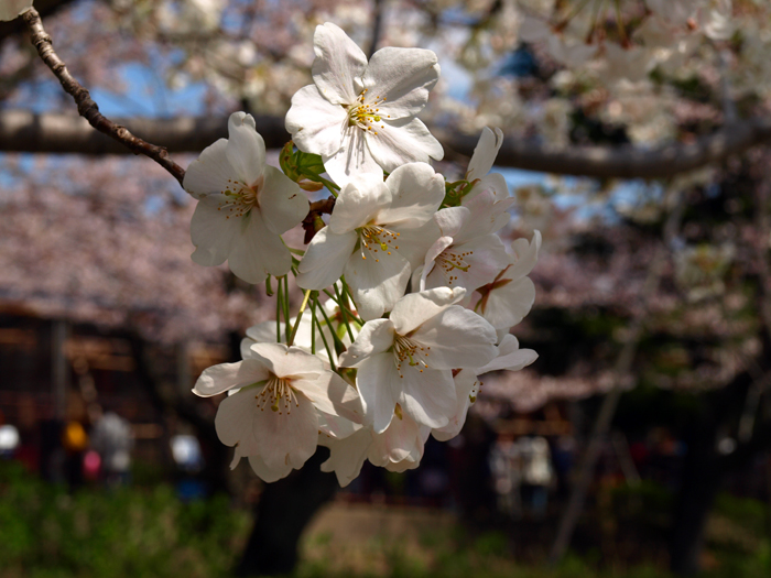 <b>神戸</b>Photo : <b>王子動物園</b>～桜編～