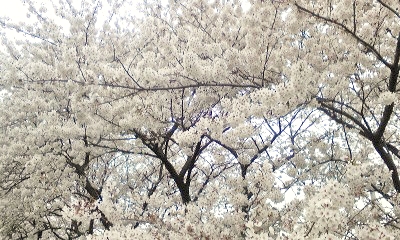 e0098908_11323545.jpg