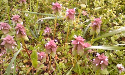 e0098908_11345761.jpg