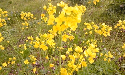 e0098908_11351886.jpg