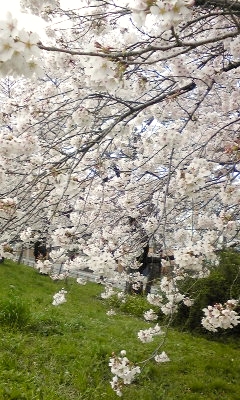 e0098908_11363492.jpg