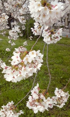 e0098908_1137011.jpg