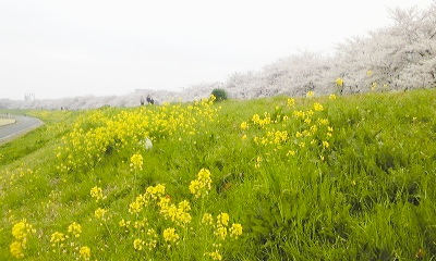 e0098908_11384129.jpg