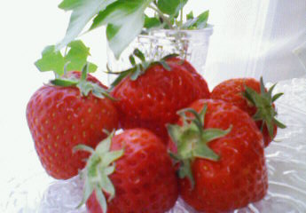 b0188121_10385590.jpg