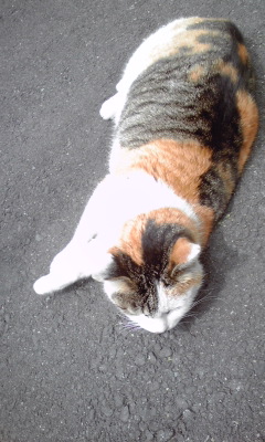 c0160822_20554173.jpg
