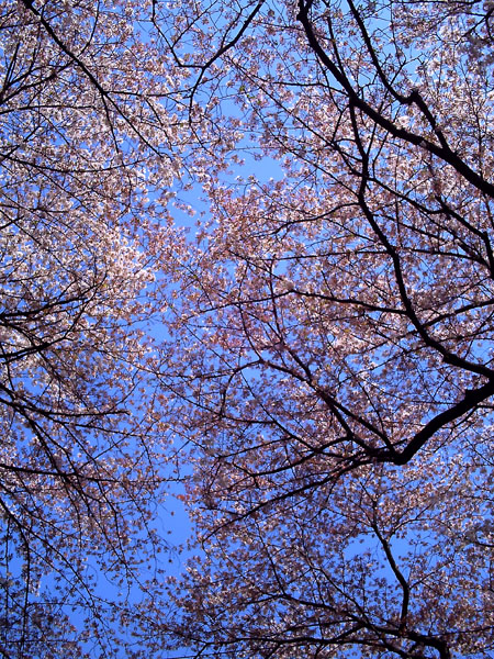 c0001023_344642.jpg