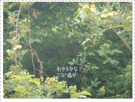 e0134032_16262517.jpg