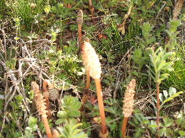 c0065744_1724525.jpg