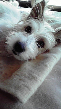 c0156345_20104181.jpg