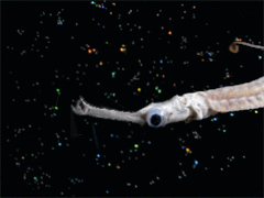 e0005548_11441396.gif