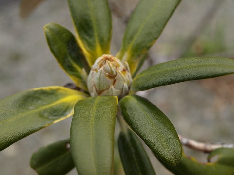 b0100253_18492918.jpg