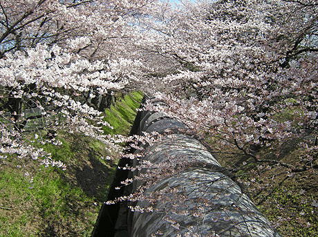 a0001354_12423713.jpg