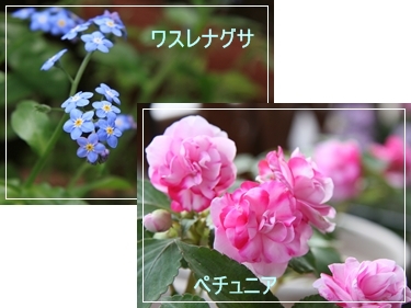 d0054461_16511341.jpg