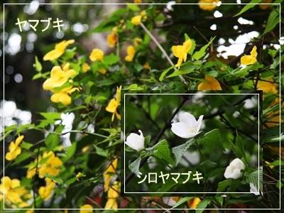 d0054461_16556100.jpg