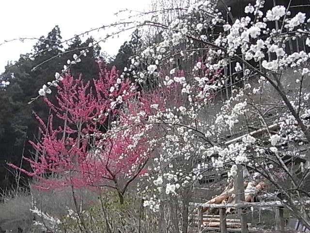 a0146070_1840338.jpg