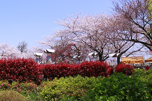 隅田川の桜