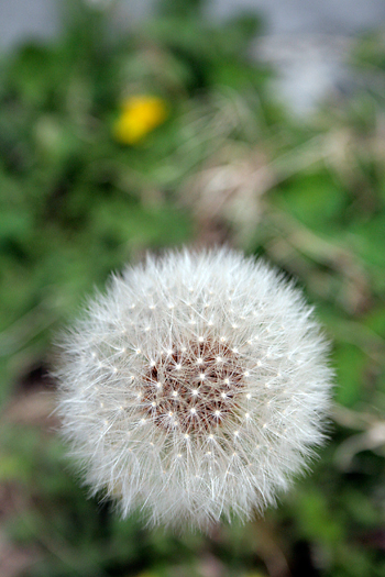 d0100095_9394546.jpg