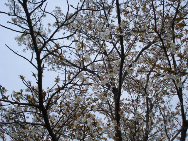 e0015108_10142040.jpg