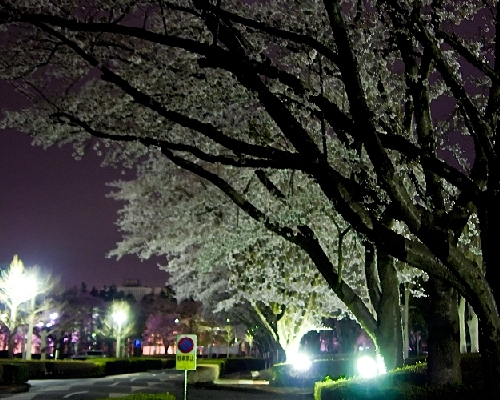 f0006510_0365639.jpg