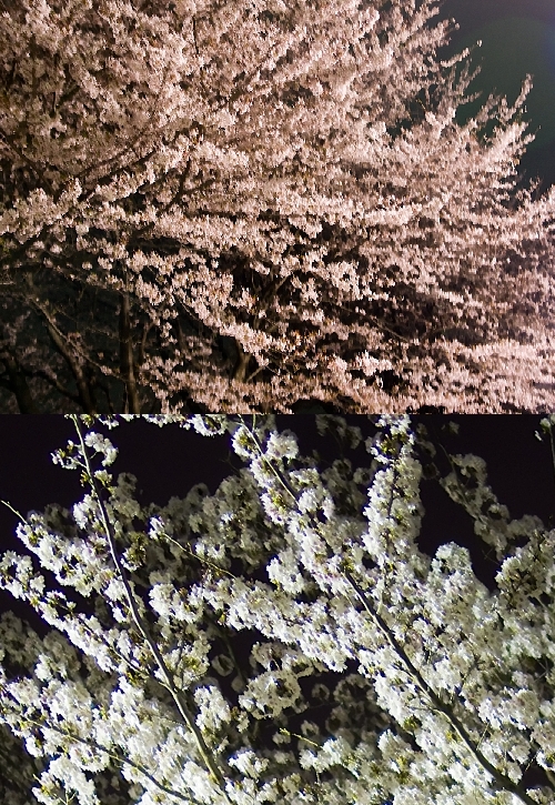 f0006510_0421860.jpg