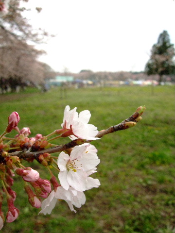 c0000134_163313.jpg