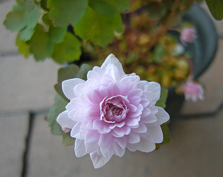 a0001354_22121658.jpg