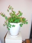 c0200760_10422188.jpg