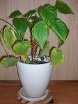 c0200760_10534994.jpg