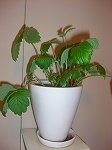 c0200760_1153765.jpg
