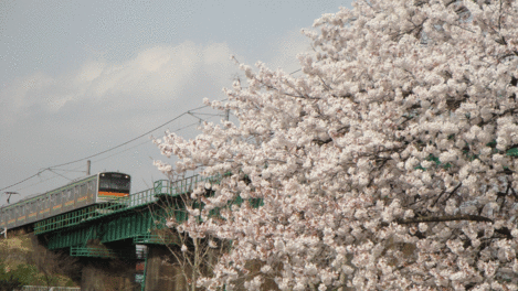 b0101263_13315130.gif