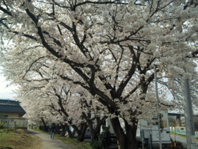 b0101263_13325164.gif