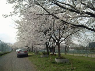 b0101263_13331452.gif
