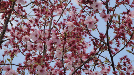 b0101263_1339998.gif