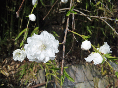 b0101263_13403970.gif