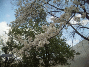 b0101263_1341141.gif