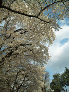 b0101263_13414113.gif