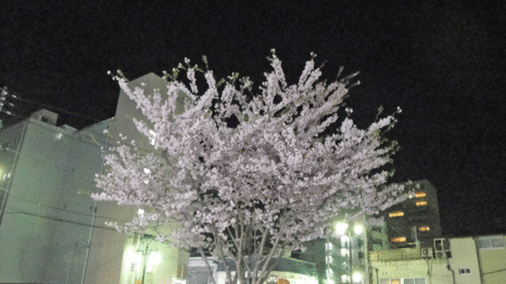 b0101263_13433742.gif
