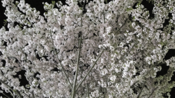 b0101263_134349100.gif