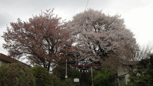 b0101263_1344127.gif