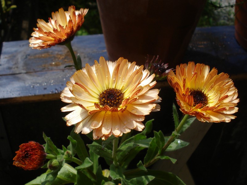 f0165677_211310100.jpg