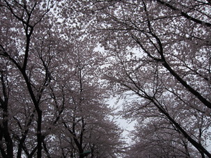 b0032079_0555368.jpg
